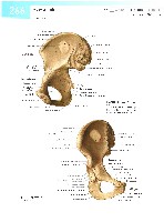 Sobotta  Atlas of Human Anatomy  Trunk, Viscera,Lower Limb Volume2 2006, page 273